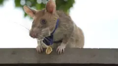 ተሸላሚ ሜዳልያ ወርቂ ኣንጭዋ