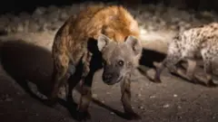 Warabeessa