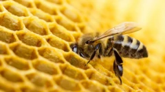 bee