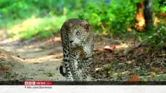 သီရိလင်္ကာကျားသစ်တို့ နားခိုရာ ဘေးမဲ့တော