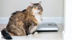 упитанный кот