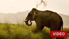 மேற்குவங்கம்: விரட்ட வந்த ஜேசிபி வாகனத்தை முட்டித்தூக்கிய யானை