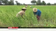 စစ်ကိုင်း က စိုက်ခင်းတွေ ရိတ်သိမ်းမှု စစ်ကောင်စီ ငွေကြေးတောင်းခံ