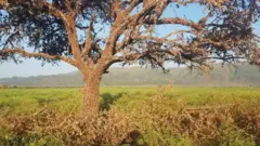 ኣብ ኣዝርእቲ ዝዓለበ ዕስለ ኣንበጣ