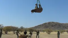 Rhino