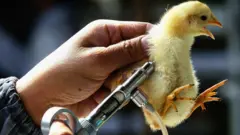 Veterinário vacina um pintinho em uma granja na China