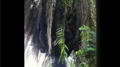 Igi ọpẹ olori mejilelogoji