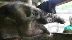 గున్న ఏనుగు