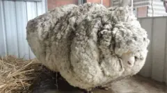 ክሪስ፡ በዓል ብዙሕ ጸምሪ በጊዕ