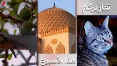 أنا الشاهد
