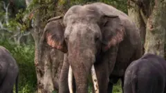 දීඝ දන්තු 1
