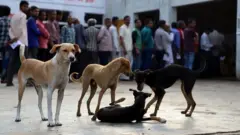 कुकुर