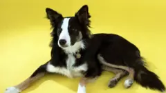 Anjing border collie
