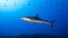 বিজ্ঞানীরা বলছেন, অক্সিজেন হ্রাস পাওয়ার কারণে হুমকিতে পড়বে টুনা, মার্লিন, হাঙ্গরের মতো অনেক মাছ।