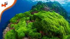 في ظل التحديات العالمية أزمة الوقود، يسعى علماء في ألمانيا إلى إيجاد حلول بيئية لانتاج الطاقة من خلال الطحالب.