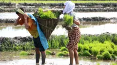 परम्परागत धान रोपाइ