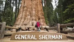 General Sherman tree.
