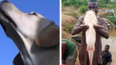 Aworan aja ati ẹja ti eeyan gbe lọwọ