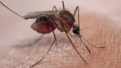Mosquito