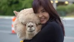 alpaka lama i žena