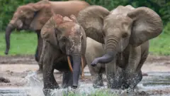 Forest elephants