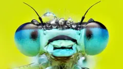 A Blue-tailed damselfly