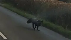 Raposa preta andando em estrada da Inglaterra