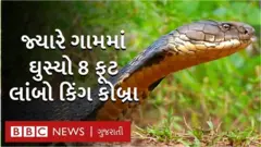 કિંગ કોબ્રા