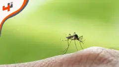 كيف يمكن توقيف انتشار مرض الملاريا عبر تحديد عمر البعوض؟