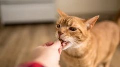 แมว