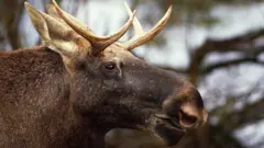 Лось