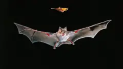 El murciélago grande de herradura chino en vuelo