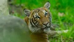 वाघ