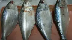 ইলিশ