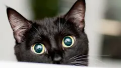 Beautiful black, with deep teal eyes and a white white moustache