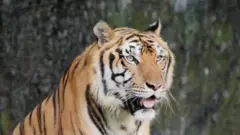 जानवर