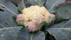 कौसीमा खेती