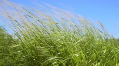 หญ้ากินี (Guinea grass) เป็นหนึ่งในวัสดุที่ใช้ทำเตียงนอนหลังแรก ๆ ในยุคก่อนประวัติศาสตร์