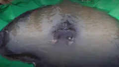 सबसे बड़ी मछली