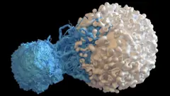 A T-cell attacking a cancer cell