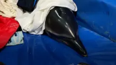 被救援的海豚