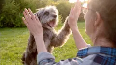 Що, якби ваш пес умів "говорити"?