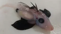 گھوسٹ شارک
