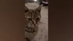 cat