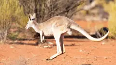 Canguro saltando