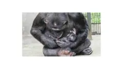 Chimpaanzii deettee