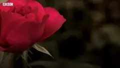 꽃 한송이