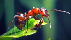 કીડી