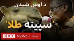 د اوښ شیدې د لږ غوړوالي او روغتیايي ارزښت له امله د نوو فوق العاده خوړو په توګه ستایل شوې دي.