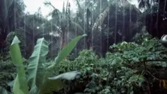 ኣብ እዋን ዝናብ ኣማዞነ